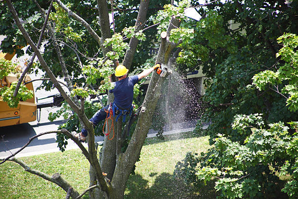 How Our Tree Care Process Works  in  Naples, TX